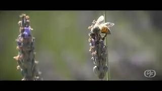 Raccogliere la lavanda - un viaggio sensoriale sulle colline toscane