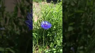 #flowers #amazing #centaurea #bleuet #kornblume #blumen #flockenblume #like #blume #василек #василёк