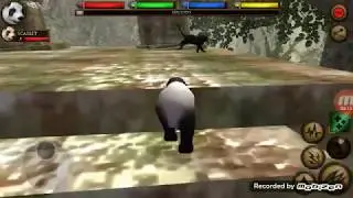 Defeating the BLACK TIGER BOSS in the Ultimate Jungle Simulator 🐼 Vs 🐯 🐾