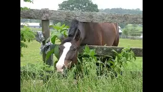 PHN&reg; Webinar March 25, 2020 - Equine Digestion