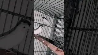 albino crusted bengales finch | society finch pair | Bh Birds Aviary