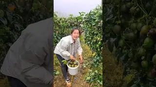 Amazing Landscape of Delicious Passion Fruit Farm | Passion Fruit Harvesting #shorts #satisfying