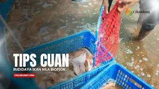 Tips Cuan Budidaya Ikan Nila | Cocok untuk Pemula & Skala Rumahan