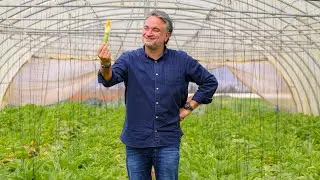 Jordan, Mission Nature: Umm Quais, Al Azraq, Foraging, Traditional Local Food (Stories Day 3)
