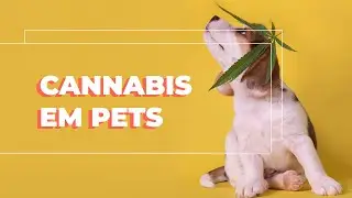 ANIMAIS TAMB&Eacute;M PODEM FAZER USO DA CANNABIS! - Canabinologia