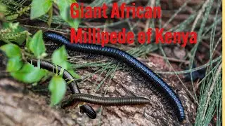 🐾 Giant African Millipede of Kenya|Fascinating Invertebrate Close-Up 🐾#AnimalHQ#Wildlife#RareAnimals