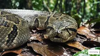 King Cobra vs Python real battle ll Wildlife documentary snake fight .