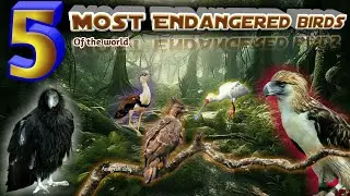 Top 5 Most Endangered Birds in the World | birds beauty | HD