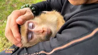Touching moments of Monkey Kaka when her met her father