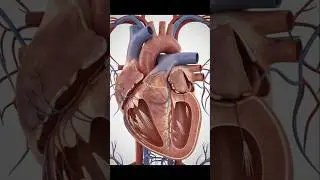 Human Heart Explained in 3D | Medical Shorts #foryou #viral