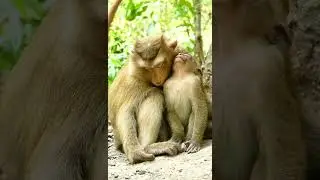 Mom Rose teaching little monkey brady to become a strong guy more by himself independent