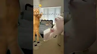 пока:с другом 😱 #subscribe #cat #funnycat#reco #like #мем #funnyanimal #memes # #смешно #котики #хах