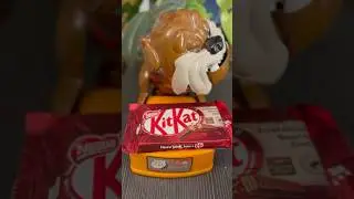 🌈Kitkat💝🍫for Mad Dog🐕❤️🌈#shorts #viral #asmr