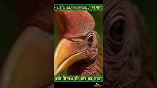 Helmeted Hornbill का सच #hornbill#birds #wildlife #wildcircle31x #shots #short