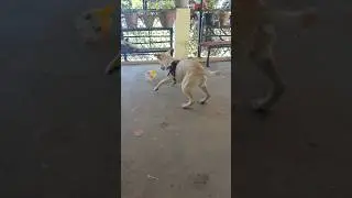 Punchi ❤️😍 playing with a toy duck #toy #playtime #doglove #doglife #ytshorts #shorts
