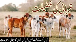 Qurbani ki Fazilat | Eid Qurbani kia ha | Qurbani ki ahmiyat |Deen Revolution |Urdu