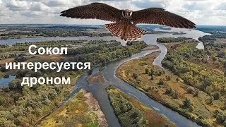 Сокол интересуется дроном. The Falcon is interested in my drone