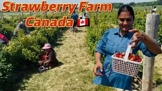Downeys Farm| Strawberry pickup in Canada | Caledon Brampton