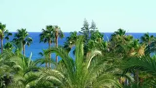 Soothing sound of the wind blowing through palm trees
