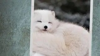 Seven Facts about the Artic Fox #articfox #animals #facts 