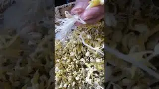 #satisfying #asmr #sproutingseeds #shorts