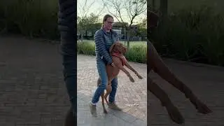 Stubborn rescue dog refuses to leave after an outing in Stellenbosch, South Africa