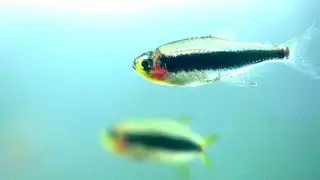 Tucano Tetra-a Rare Characidae