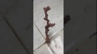 A mysterious creature emerges from a crack in the ceramic floor #produktivitas #trending #like#share