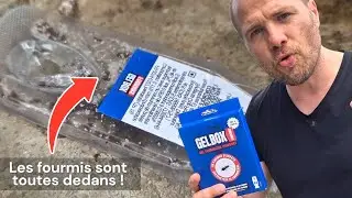 Comment Se Débarrasser des Fourmis ? GelBox Anti-Fourmis en Action !
