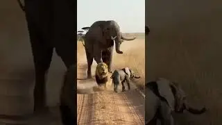Can the elephant protect its calf from the lurking predator attack #wildlife #elephants #nature
