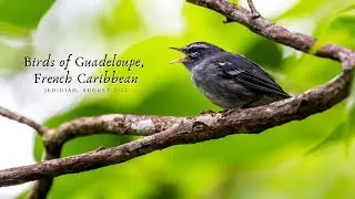 Birds of Guadeloupe, French Caribbean