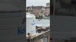 🐒Monkey broke water pipe बंदर ने पानी का पाइप तोडा #shortfeed #shorts #Monkeys #monkeyjump
