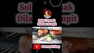 ternak ayam lahan sempit part 3 #ternakayamkampung #ternakayampetelur #ternakayam