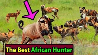 African Wild Dog: the Best Hunters in Africa - Creature Facts #21
