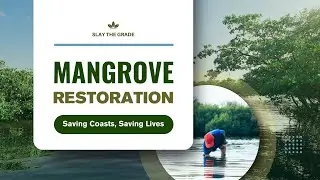 Mangrove Restoration | The Dirty Secret No One Talks About!