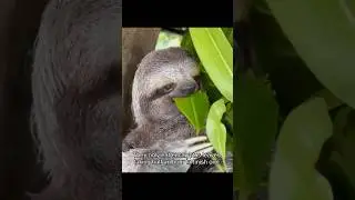 Do you know the living habits of sloths #usa #animals #sloth