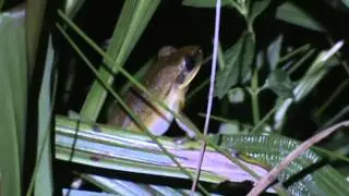 Hipsiboas Albopunctatus Perer&eacute;ca Cabrinha Marco Iadocicco