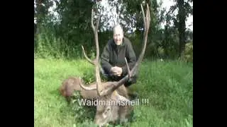 Ein alter Hirsch - I B - wird erlegt!