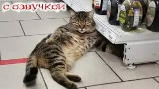 Приколы с котами! - С ОЗВУЧКОЙ! САМЫЕ СМЕШНЫЕ ЖИВОТНЫЕ! Смешные коты 2026