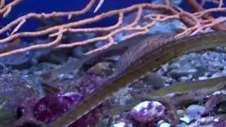 07/2016  Akvarij Ba&scaron;ka  (Aquarium de Ba&scaron;ka en Croatie) (Fin)