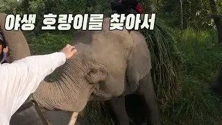 벵갈 호랑이를 찾아 간 국립 공원 - 네팔(9)