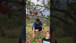 RED APPLES!!Big harvest#farmingfun#shorts