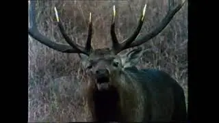 OPSTANAK - Kašmirski jelen