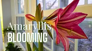 Amaryllis is Blooming Now! My Indoor Garden Blooms!