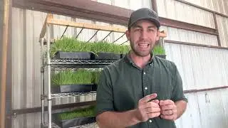 Where do I buy seed to grow Fodder??