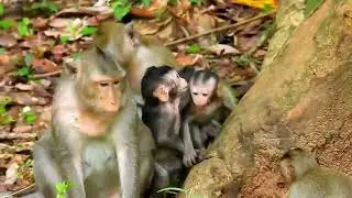 Monkey Grab In Cambodia Good All Monkeys In Khmer #068
