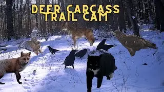 I Left a Trail Camera on a Deer Carcass. Here's What Happened.