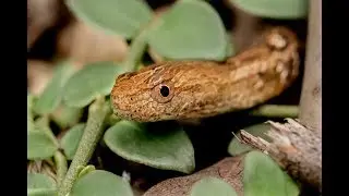 MOCK VIPER