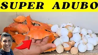 🌿🦀 O ADUBO CASEIRO MAIS FORTE DO MUNDO! CASCA DE OVO + CASCA DE SIRI = PLANTAS TURBINADAS! 💥🌱