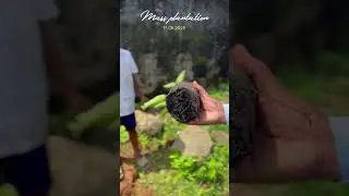 Happy birthday modiji #plants #plantation #plantbased #schoollife #otvnews #viralshort @otvodisha